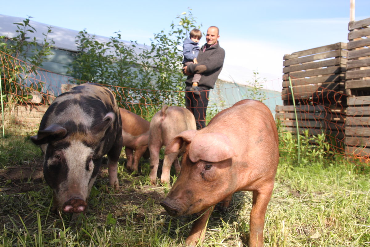 Økologisk svinekjøtt: - Kjøtt fra gris som får bevege seg fritt og som spiser alt mulig,  smaker mye bedre enn kjøtt fra gris som står i bås inne, sier Pierre Sachot. 